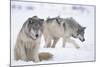 Gray Wolves in Snow-DLILLC-Mounted Photographic Print