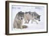 Gray Wolves in Snow-DLILLC-Framed Photographic Print