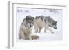 Gray Wolves in Snow-DLILLC-Framed Photographic Print