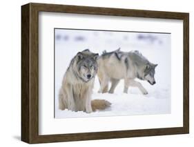 Gray Wolves in Snow-DLILLC-Framed Photographic Print