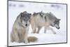 Gray Wolves in Snow-DLILLC-Mounted Photographic Print