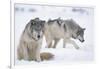 Gray Wolves in Snow-DLILLC-Framed Photographic Print