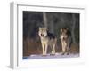 Gray Wolves in Snow-DLILLC-Framed Photographic Print