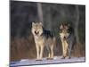 Gray Wolves in Snow-DLILLC-Mounted Photographic Print