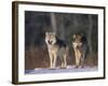 Gray Wolves in Snow-DLILLC-Framed Photographic Print