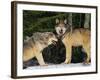 Gray Wolves in Snow-DLILLC-Framed Photographic Print