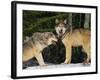 Gray Wolves in Snow-DLILLC-Framed Photographic Print