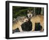 Gray Wolves in Snow-DLILLC-Framed Photographic Print