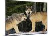 Gray Wolves in Snow-DLILLC-Mounted Photographic Print