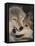 Gray Wolves Nuzzling-DLILLC-Framed Stretched Canvas