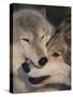 Gray Wolves Nuzzling-DLILLC-Stretched Canvas