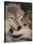 Gray Wolves Nuzzling-DLILLC-Stretched Canvas