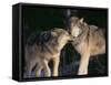 Gray Wolves Nuzzling-DLILLC-Framed Stretched Canvas