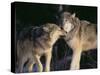 Gray Wolves Nuzzling-DLILLC-Stretched Canvas