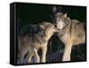 Gray Wolves Nuzzling-DLILLC-Framed Stretched Canvas