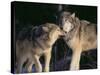 Gray Wolves Nuzzling-DLILLC-Stretched Canvas