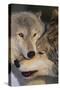 Gray Wolves Nuzzling-DLILLC-Stretched Canvas