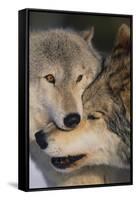 Gray Wolves Nuzzling-DLILLC-Framed Stretched Canvas