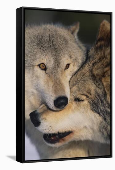 Gray Wolves Nuzzling-DLILLC-Framed Stretched Canvas