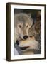 Gray Wolves Nuzzling-DLILLC-Framed Premium Photographic Print