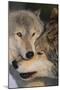 Gray Wolves Nuzzling-DLILLC-Mounted Premium Photographic Print