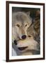 Gray Wolves Nuzzling-DLILLC-Framed Premium Photographic Print