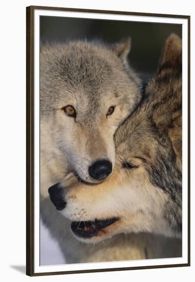 Gray Wolves Nuzzling-DLILLC-Framed Premium Photographic Print