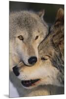 Gray Wolves Nuzzling-DLILLC-Mounted Premium Photographic Print