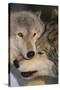 Gray Wolves Nuzzling-DLILLC-Stretched Canvas