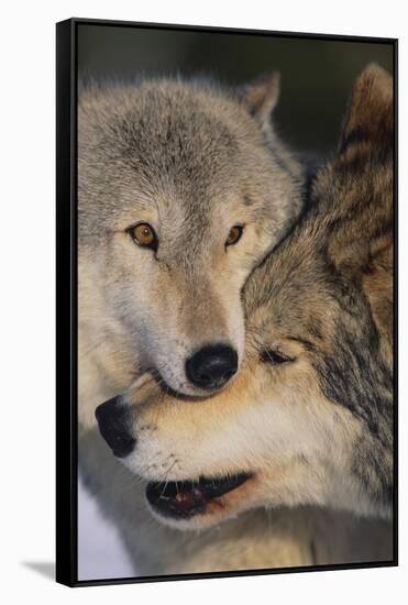 Gray Wolves Nuzzling-DLILLC-Framed Stretched Canvas