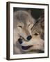 Gray Wolves Nuzzling-DLILLC-Framed Photographic Print