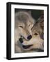 Gray Wolves Nuzzling-DLILLC-Framed Photographic Print