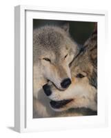 Gray Wolves Nuzzling-DLILLC-Framed Photographic Print