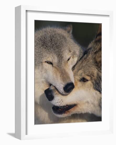 Gray Wolves Nuzzling-DLILLC-Framed Photographic Print