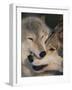 Gray Wolves Nuzzling-DLILLC-Framed Photographic Print