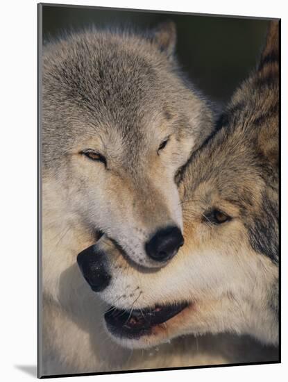 Gray Wolves Nuzzling-DLILLC-Mounted Photographic Print