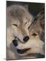 Gray Wolves Nuzzling-DLILLC-Mounted Photographic Print