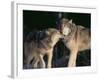 Gray Wolves Nuzzling-DLILLC-Framed Photographic Print