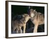 Gray Wolves Nuzzling-DLILLC-Framed Photographic Print