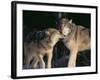 Gray Wolves Nuzzling-DLILLC-Framed Photographic Print