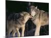 Gray Wolves Nuzzling-DLILLC-Mounted Photographic Print