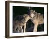 Gray Wolves Nuzzling-DLILLC-Framed Photographic Print