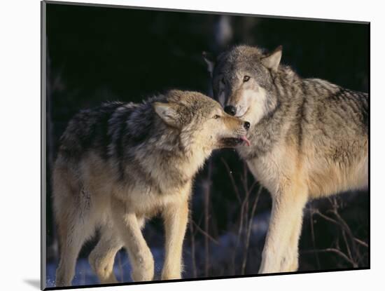 Gray Wolves Nuzzling-DLILLC-Mounted Photographic Print