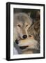 Gray Wolves Nuzzling-DLILLC-Framed Photographic Print