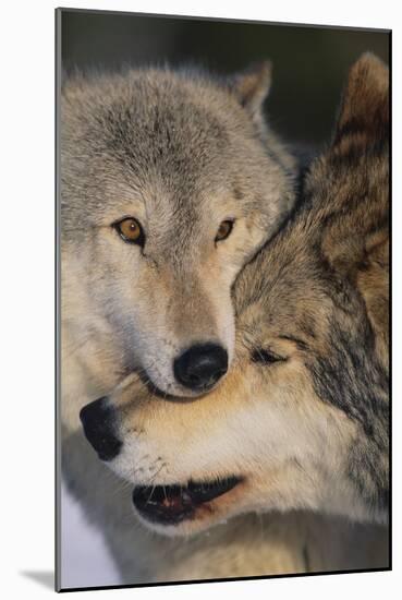 Gray Wolves Nuzzling-DLILLC-Mounted Photographic Print