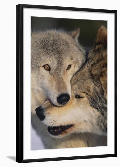 Gray Wolves Nuzzling-DLILLC-Framed Photographic Print