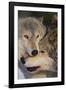 Gray Wolves Nuzzling-DLILLC-Framed Photographic Print