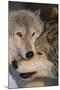 Gray Wolves Nuzzling-DLILLC-Mounted Photographic Print