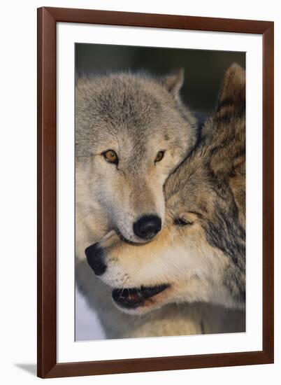 Gray Wolves Nuzzling-DLILLC-Framed Photographic Print