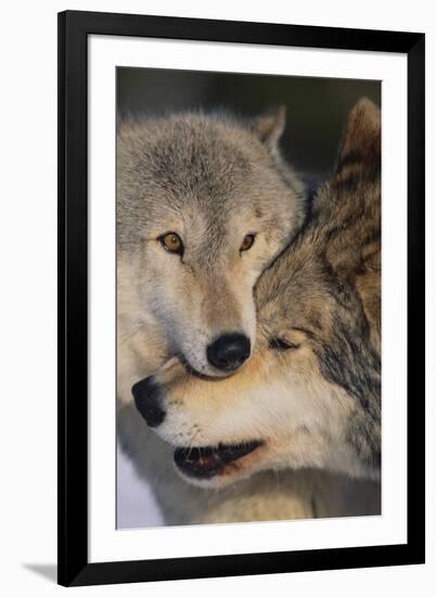 Gray Wolves Nuzzling-DLILLC-Framed Photographic Print